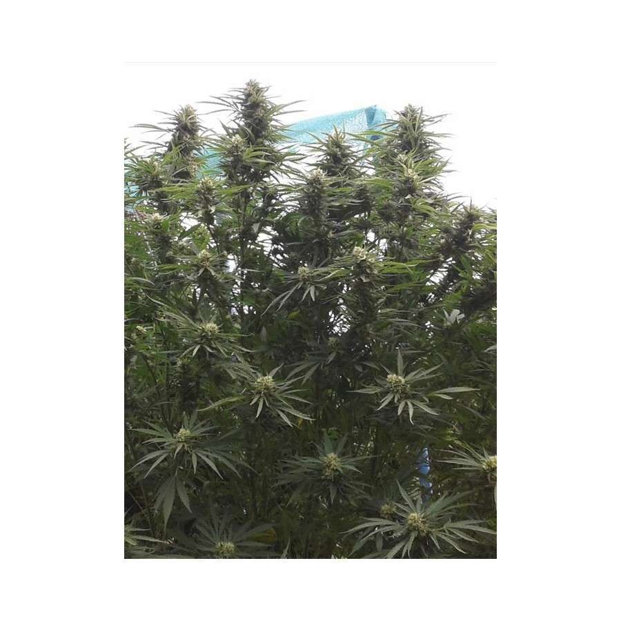 Jamaican Dream feminizada de Eva Seeds