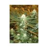 Jamaican Dream feminizada de Eva Seeds