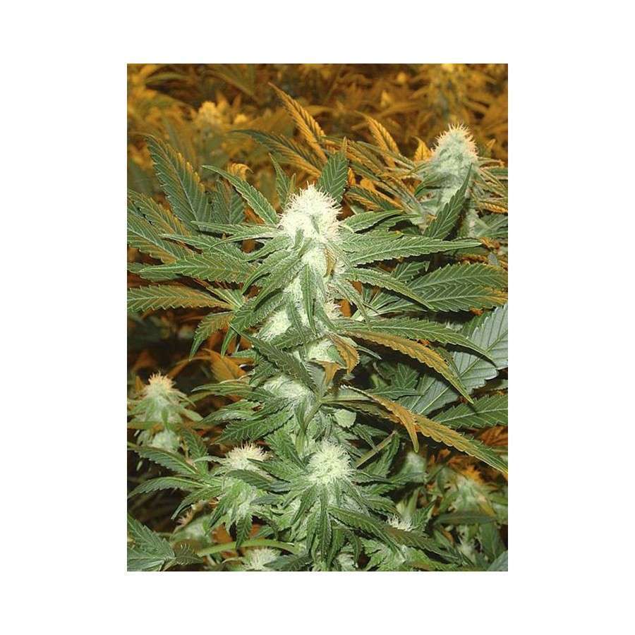 Jamaican Dream feminizada de Eva Seeds
