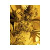 High Level feminizada de Eva Seeds