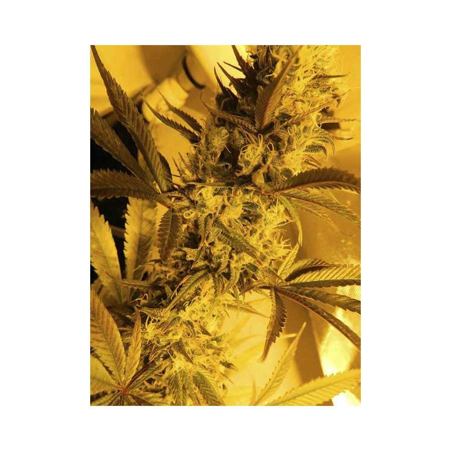 High Level feminizada de Eva Seeds