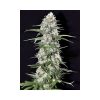 Jamaican Dream feminizada de Eva Seeds