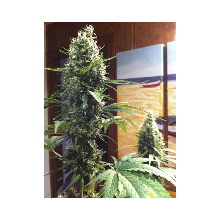 High Level feminizada de Eva Seeds