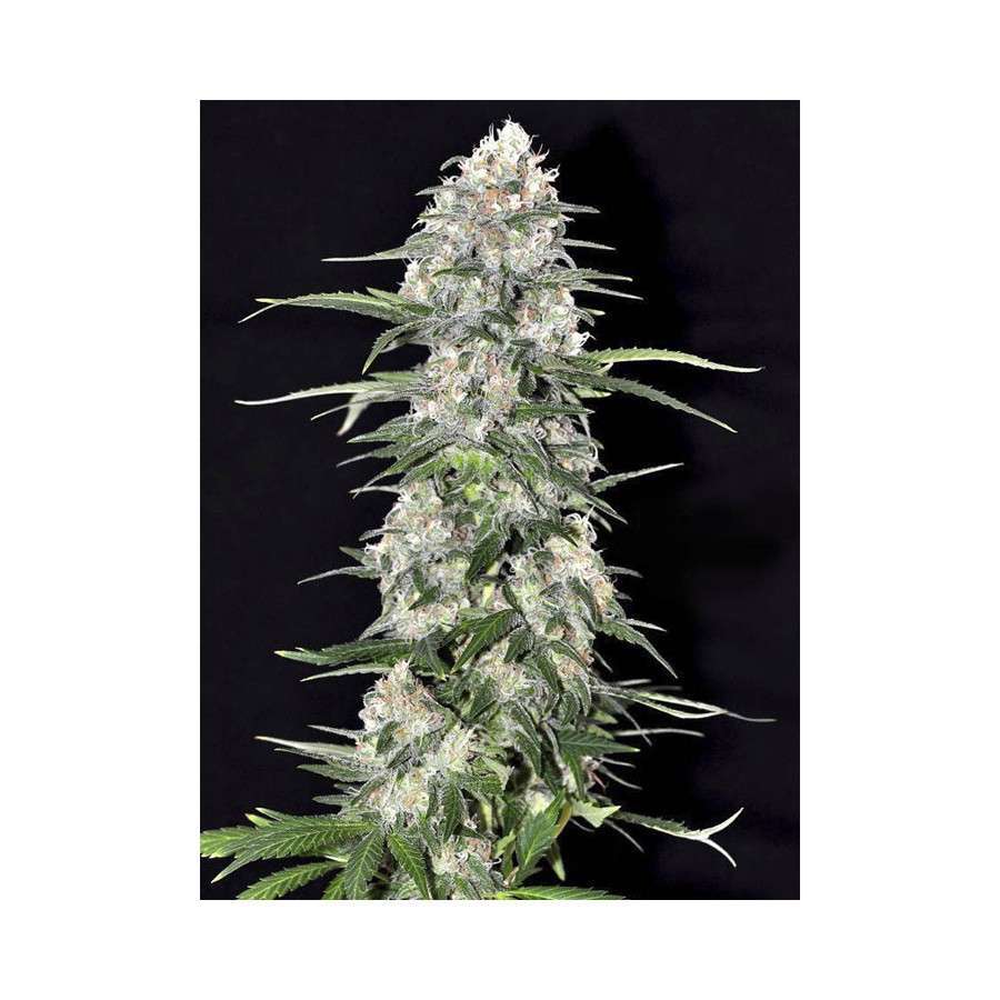 Jamaican Dream feminizada de Eva Seeds
