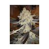 Jamaican Dream feminizada de Eva Seeds