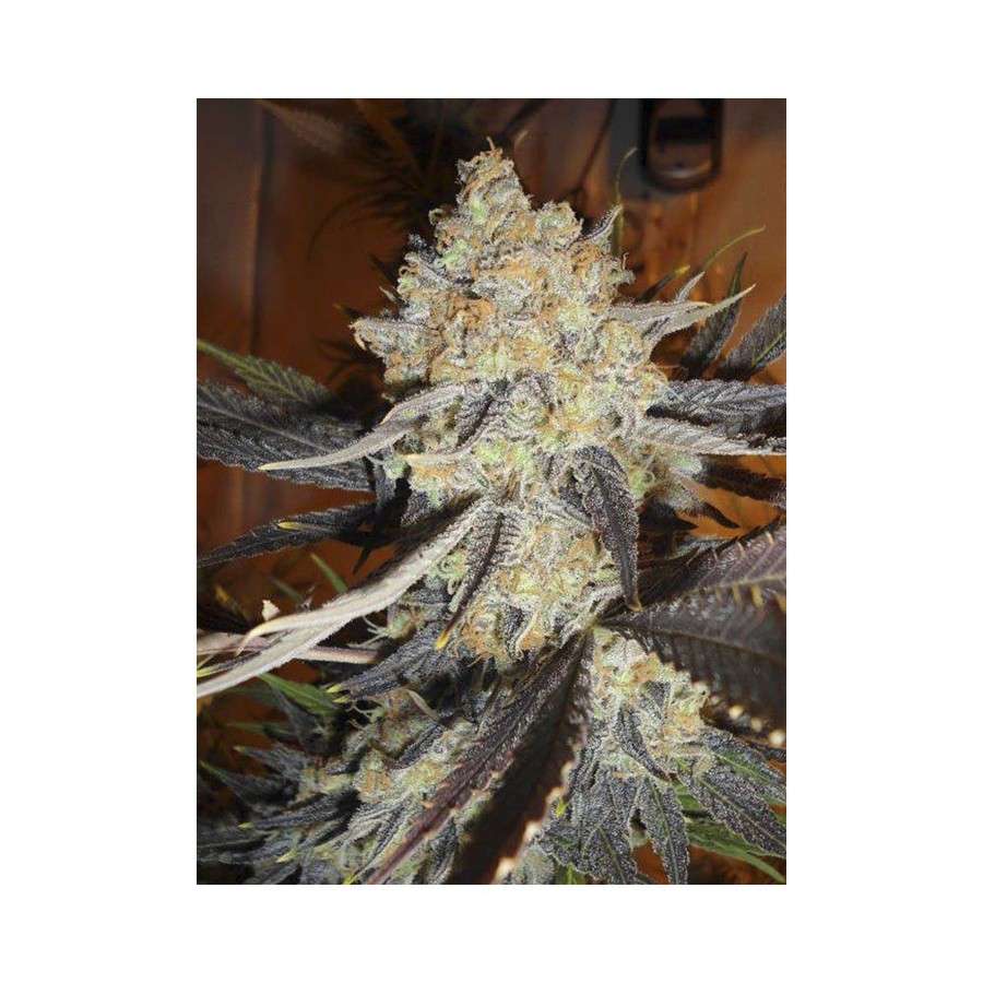 Jamaican Dream feminizada de Eva Seeds
