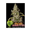 Monster feminizada de Eva Seeds