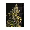 Monster feminizada de Eva Seeds