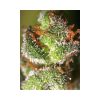 Monster feminizada de Eva Seeds