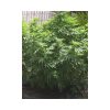 Monster feminizada de Eva Seeds