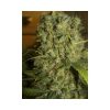 Monster feminizada de Eva Seeds
