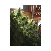 Monster feminizada de Eva Seeds