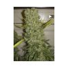 Monster feminizada de Eva Seeds