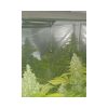 Monster feminizada de Eva Seeds