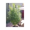 Monster feminizada de Eva Seeds