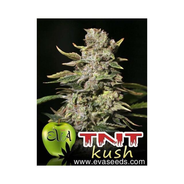 TNT Kush feminizada de Eva Seeds