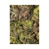 TNT Kush feminizada de Eva Seeds