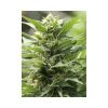 TNT Kush feminizada de Eva Seeds