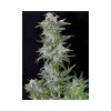 TNT Kush feminizada de Eva Seeds