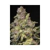 TNT Kush feminizada de Eva Seeds
