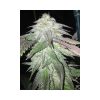 TNT Kush feminizada de Eva Seeds