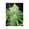 TNT Kush feminizada de Eva Seeds