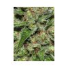 Veneno feminizada de Eva Seeds