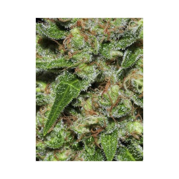 Veneno feminizada de Eva Seeds
