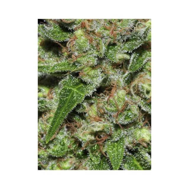 Veneno feminizada de Eva Seeds
