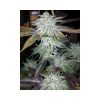 TNT Kush feminizada de Eva Seeds