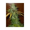 TNT Kush feminizada de Eva Seeds