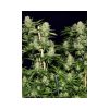 Veneno feminizada de Eva Seeds