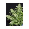Veneno feminizada de Eva Seeds