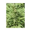 Veneno feminizada de Eva Seeds