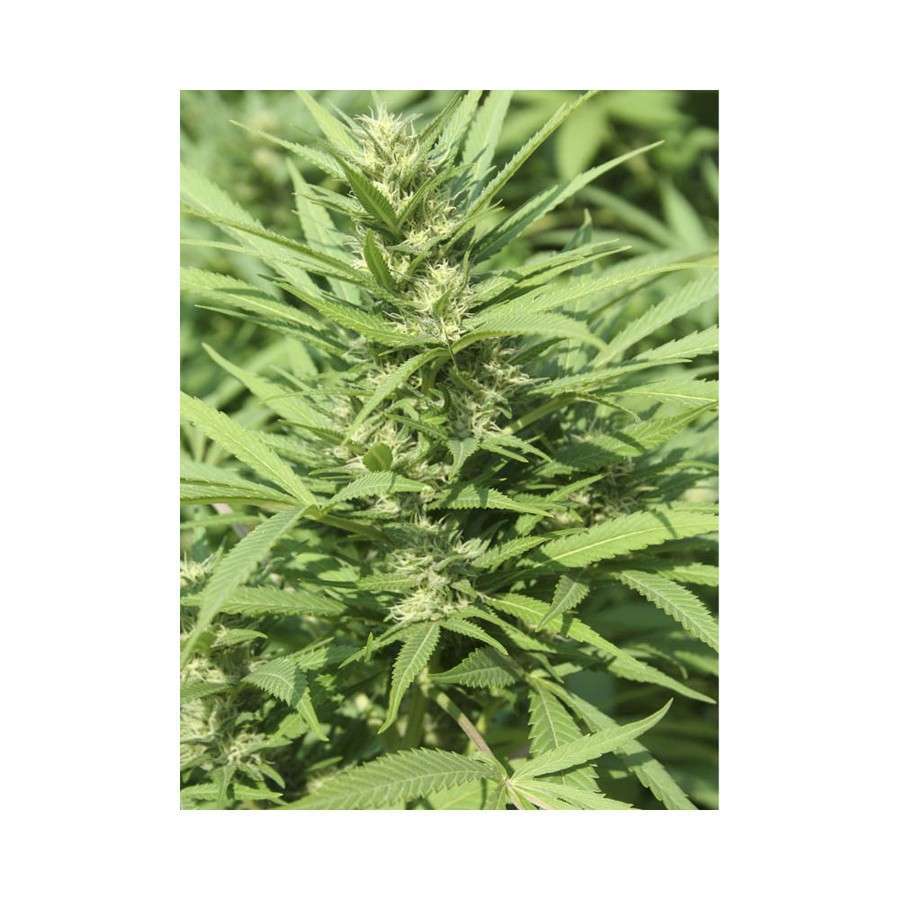 Veneno feminizada de Eva Seeds - Imagen 5