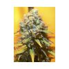 Veneno feminizada de Eva Seeds