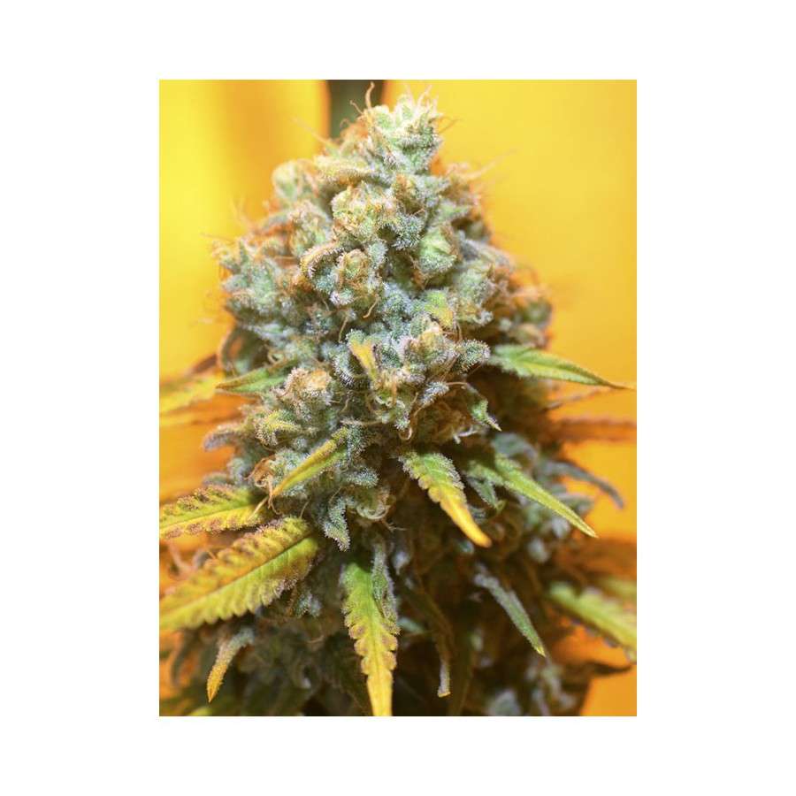 Veneno feminizada de Eva Seeds - Imagen 6