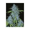 Veneno feminizada de Eva Seeds