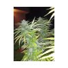 Veneno feminizada de Eva Seeds