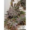 Auto Blackberry Kush de Dutch Passion