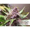 Auto Blackberry Kush de Dutch Passion