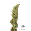 Auto Daiquiri Lime de Dutch Passion