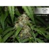 Auto Daiquiri Lime de Dutch Passion
