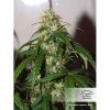 Auto Daiquiri Lime de Dutch Passion