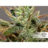 Auto Daiquiri Lime de Dutch Passion