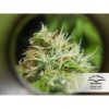 Auto Daiquiri Lime de Dutch Passion