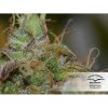 Auto Daiquiri Lime de Dutch Passion