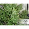 Auto Xtreme Haze de Dutch Passion