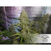 Auto Xtreme Haze de Dutch Passion
