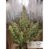 Auto Xtreme Haze de Dutch Passion